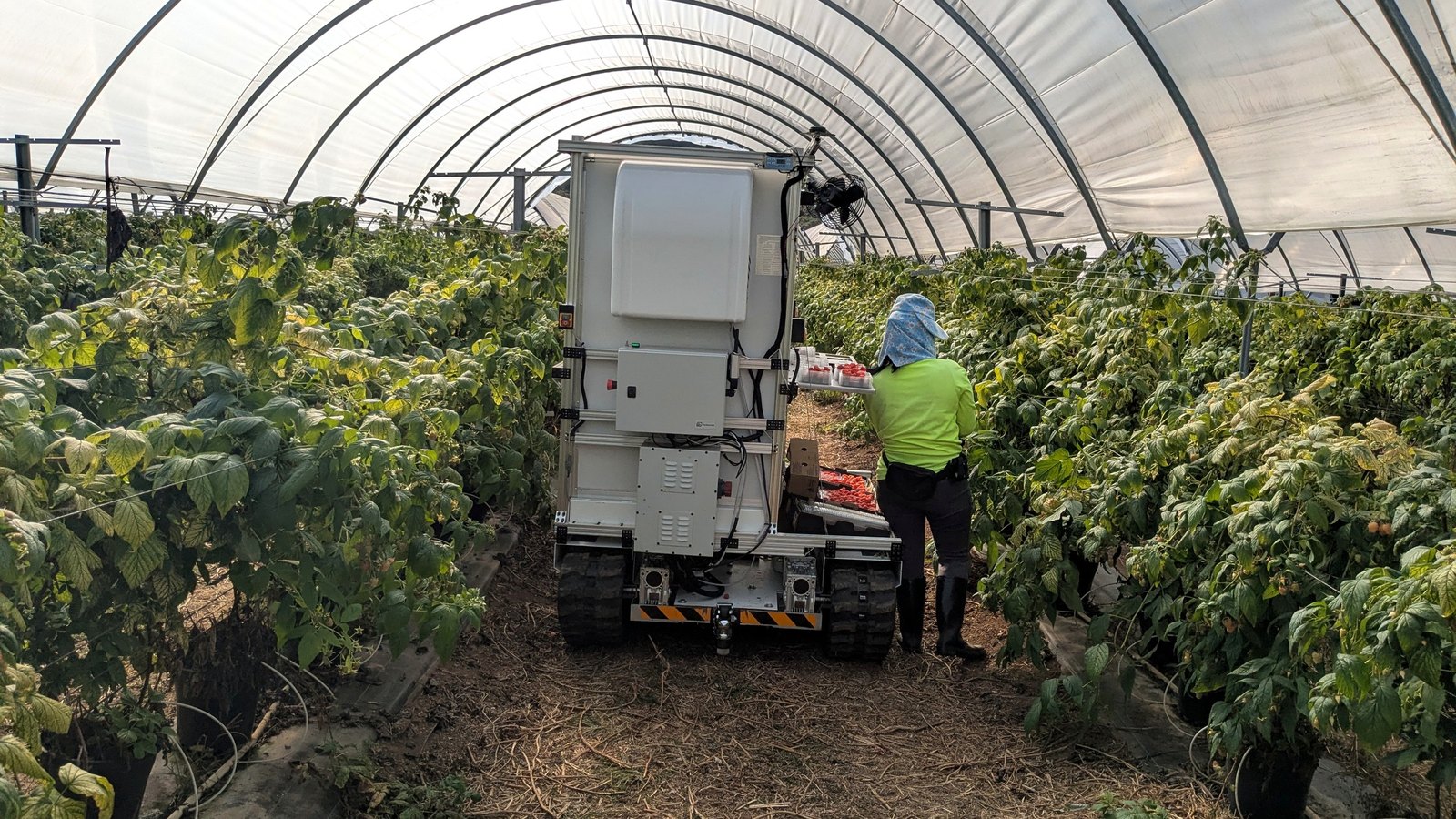 Worker walking behind the Forager platform during the July 2026 commercial field trial